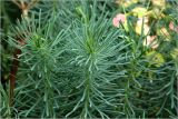 Euphorbia cyparissias