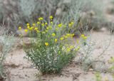 genus Haplophyllum