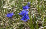 Gentiana dshimilensis