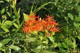 Lychnis wilfordii