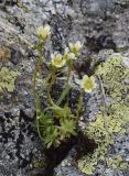 Saxifraga moschata