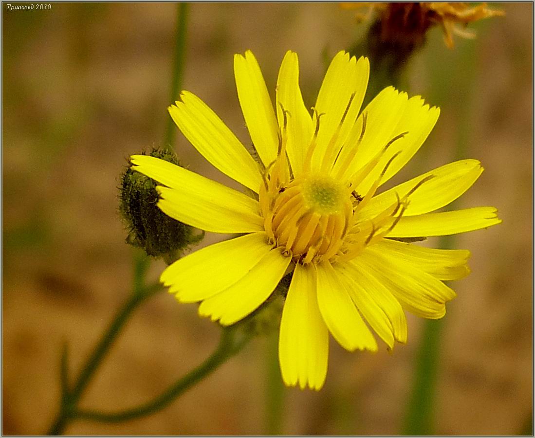 Изображение особи Crepis tectorum.