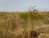 Goniolimon elatum. Засыхающее плодоносящее растение. Оренбургская обл., Соль-Илецкий ГО, окр. с. Михайловка, дол. р. Бердяевка, вершина Змеиной горы. 5 сентября 2023 г.