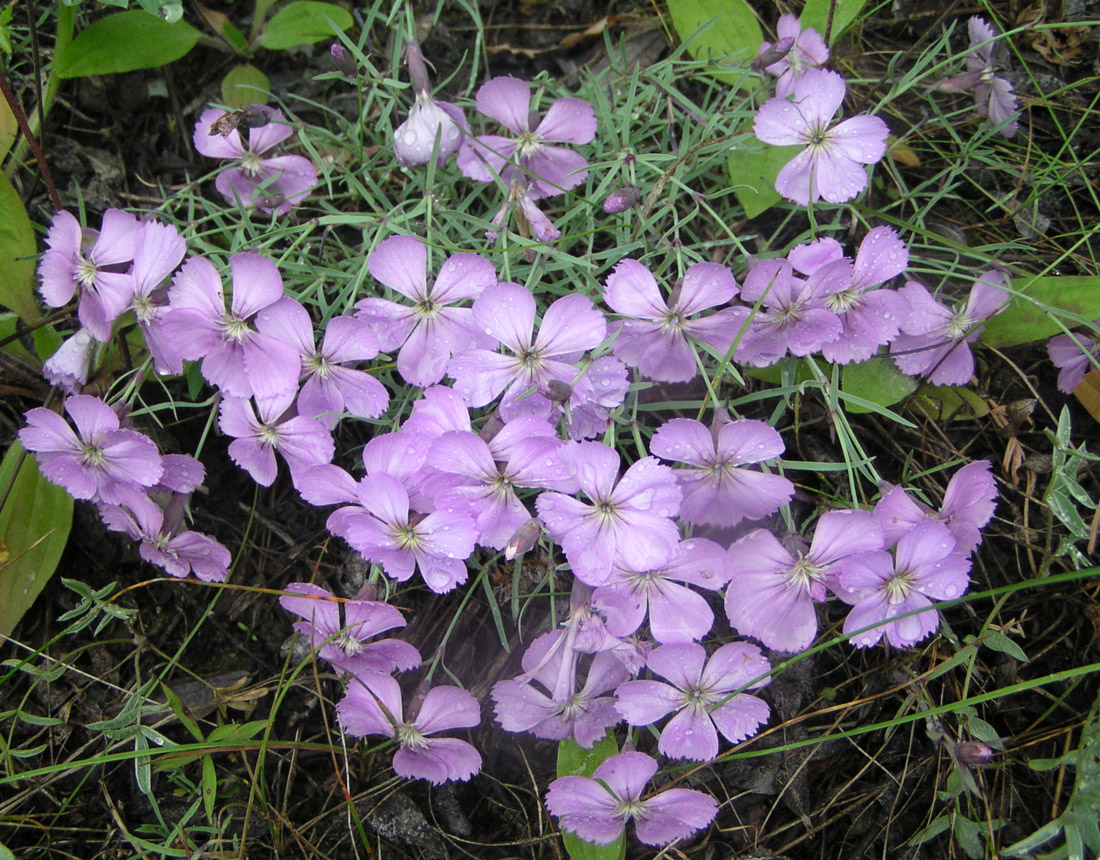 Изображение особи Dianthus repens.