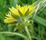 Taraxacum tenuilobum