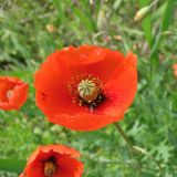 Papaver stevenianum