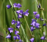 Campanula rotundifolia