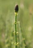 Equisetum fluviatile