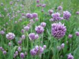 Allium rotundum