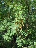 Caragana arborescens