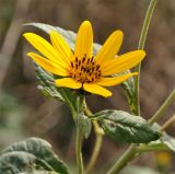 Helianthus tuberosus