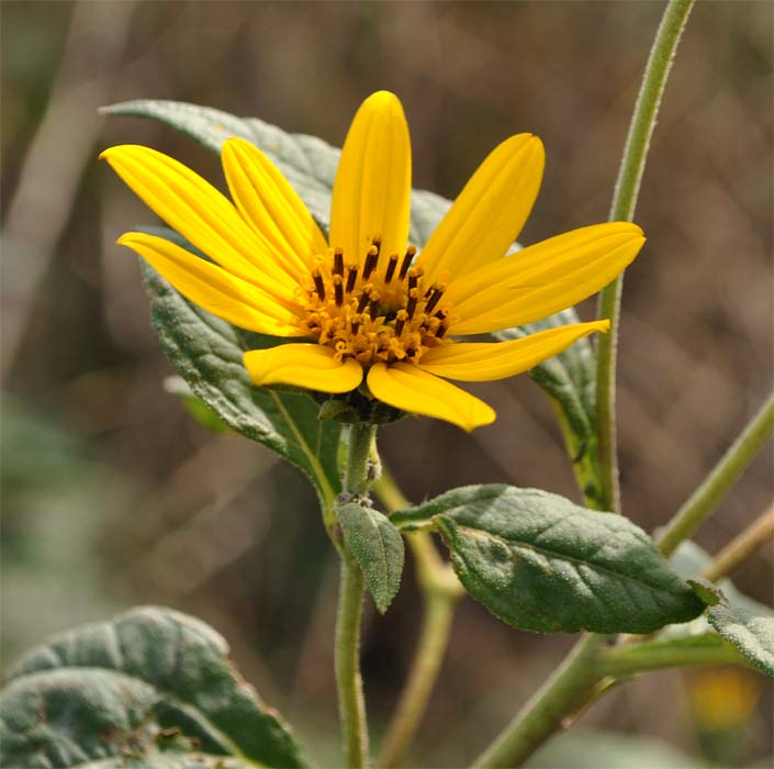 Изображение особи Helianthus tuberosus.