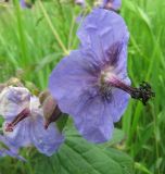 Geranium platyanthum. Верхушка цветущего растения. Иркутская обл., пос. Листвянка, обочина дороги. 03.07.2012.