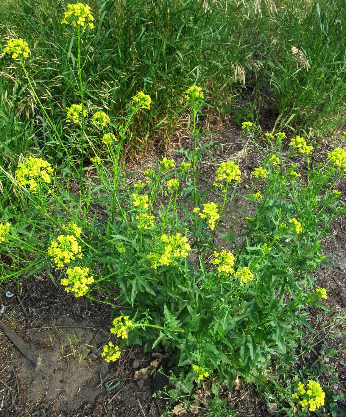 Изображение особи Sisymbrium loeselii.