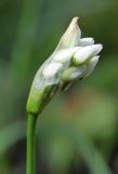 Allium neapolitanum