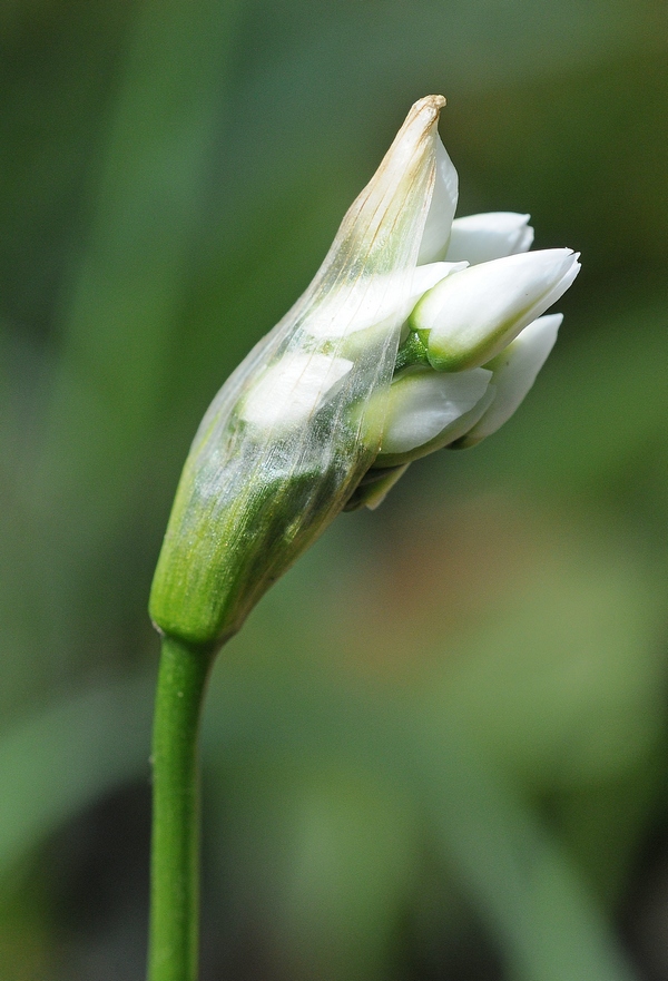 Изображение особи Allium neapolitanum.