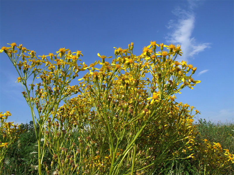 Image of Senecio macrophyllus specimen.