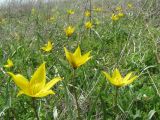 Tulipa biebersteiniana