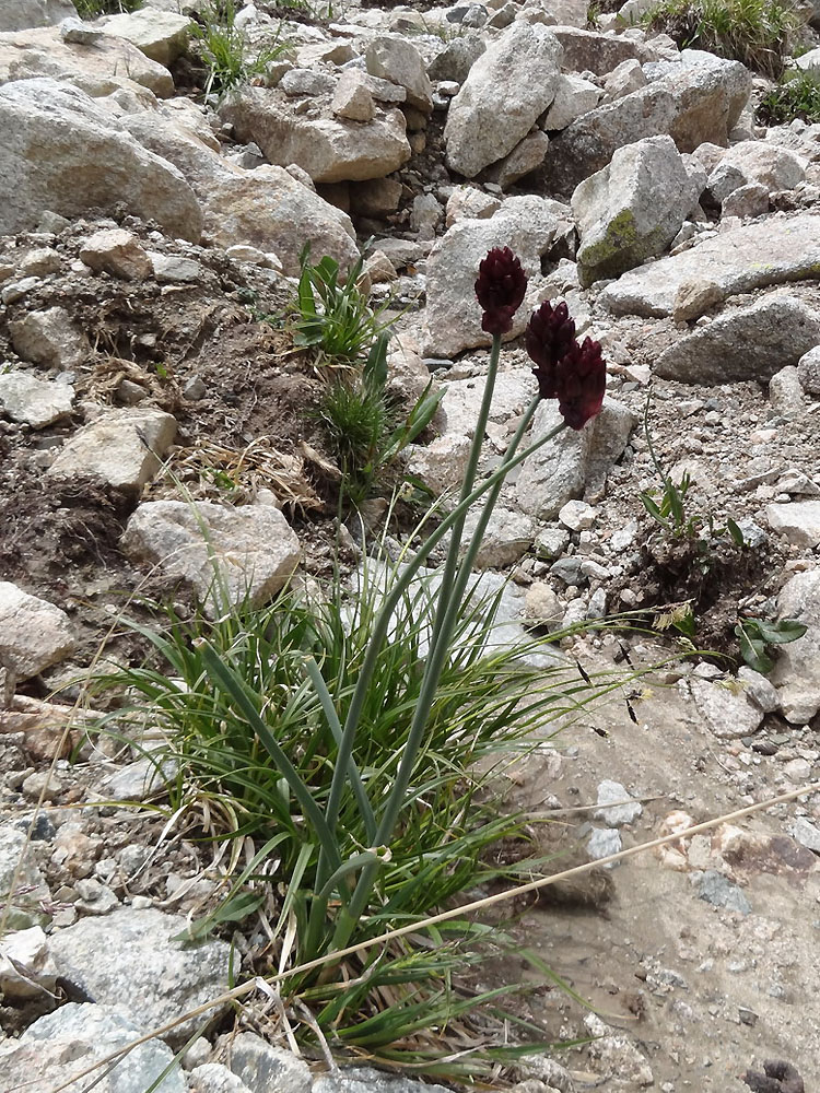 Изображение особи Allium atrosanguineum.