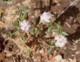 Trifolium tomentosum