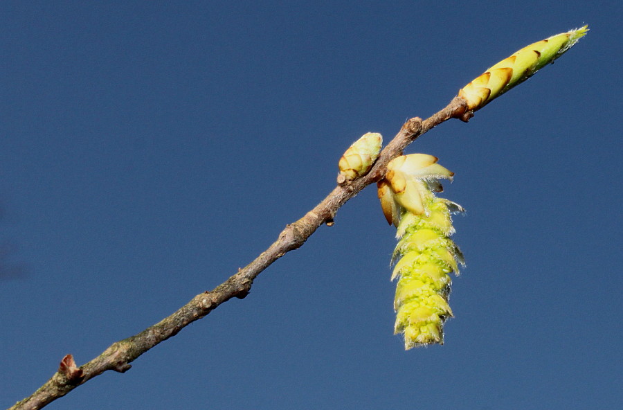 Изображение особи Carpinus japonica.