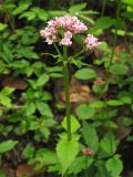 Valeriana tripteris