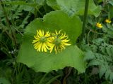 Doronicum macrophyllum