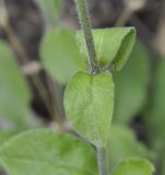 Silene viridiflora