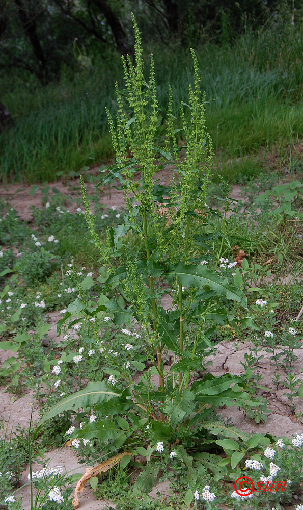 Изображение особи Rumex stenophyllus.