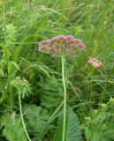 Pimpinella rhodantha