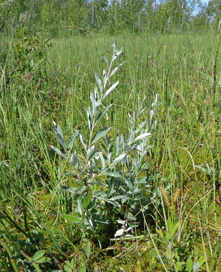 Image of Salix lapponum specimen.