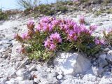 Thymus calcareus. Цветущее растение. Воронежская область, Лискинский район, Дивногорье. 26.07.2009.