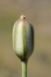 Tulipa brachystemon