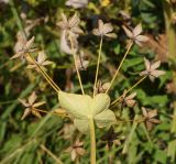 Bupleurum longifolium подвид aureum. Соплодие со зрелыми плодами (вид снизу). Восточный Казахстан, Глубоковский р-н, окр. с. Тарханка, западный склон сопки. 02.08.2015.