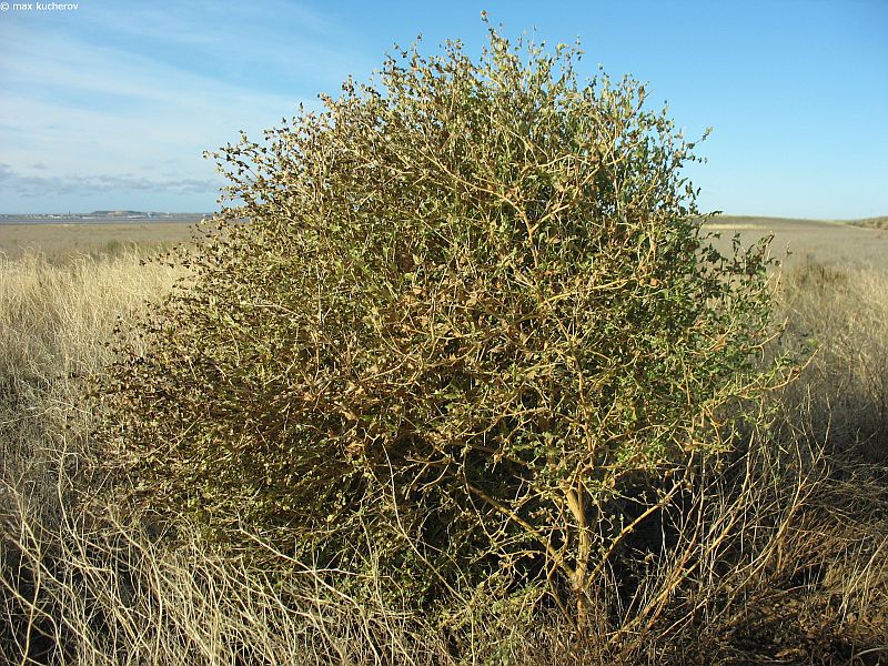 Image of Atriplex sphaeromorpha specimen.