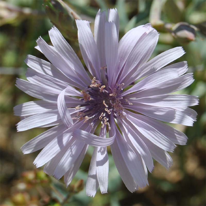 Изображение особи Lactuca tuberosa.