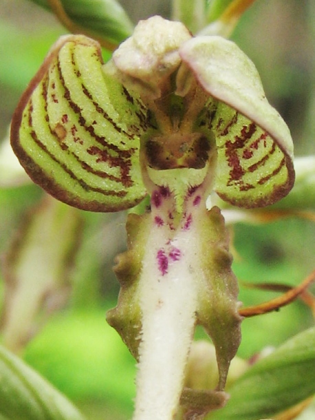Image of Himantoglossum hircinum specimen.