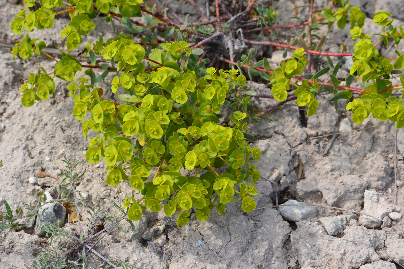 Изображение особи Euphorbia petrophila.