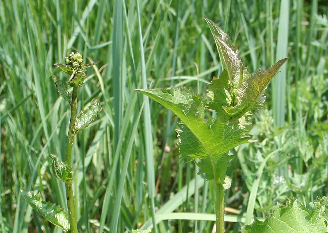 Изображение особи Crepis sibirica.