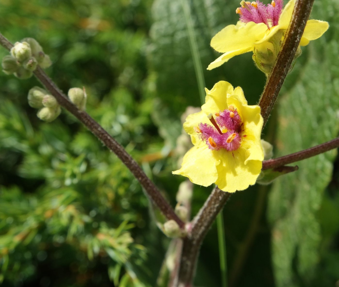 Изображение особи Verbascum marschallianum.