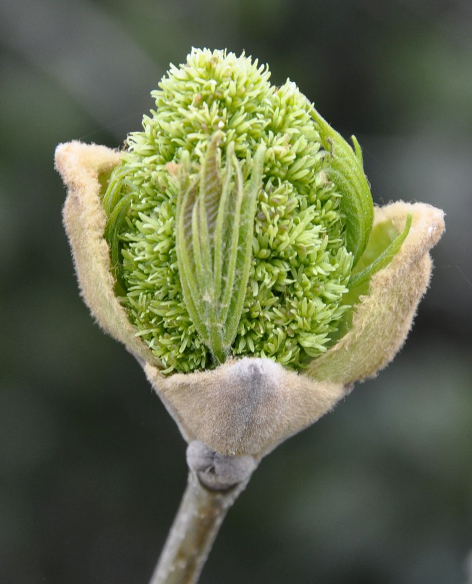 Изображение особи Fraxinus ornus.