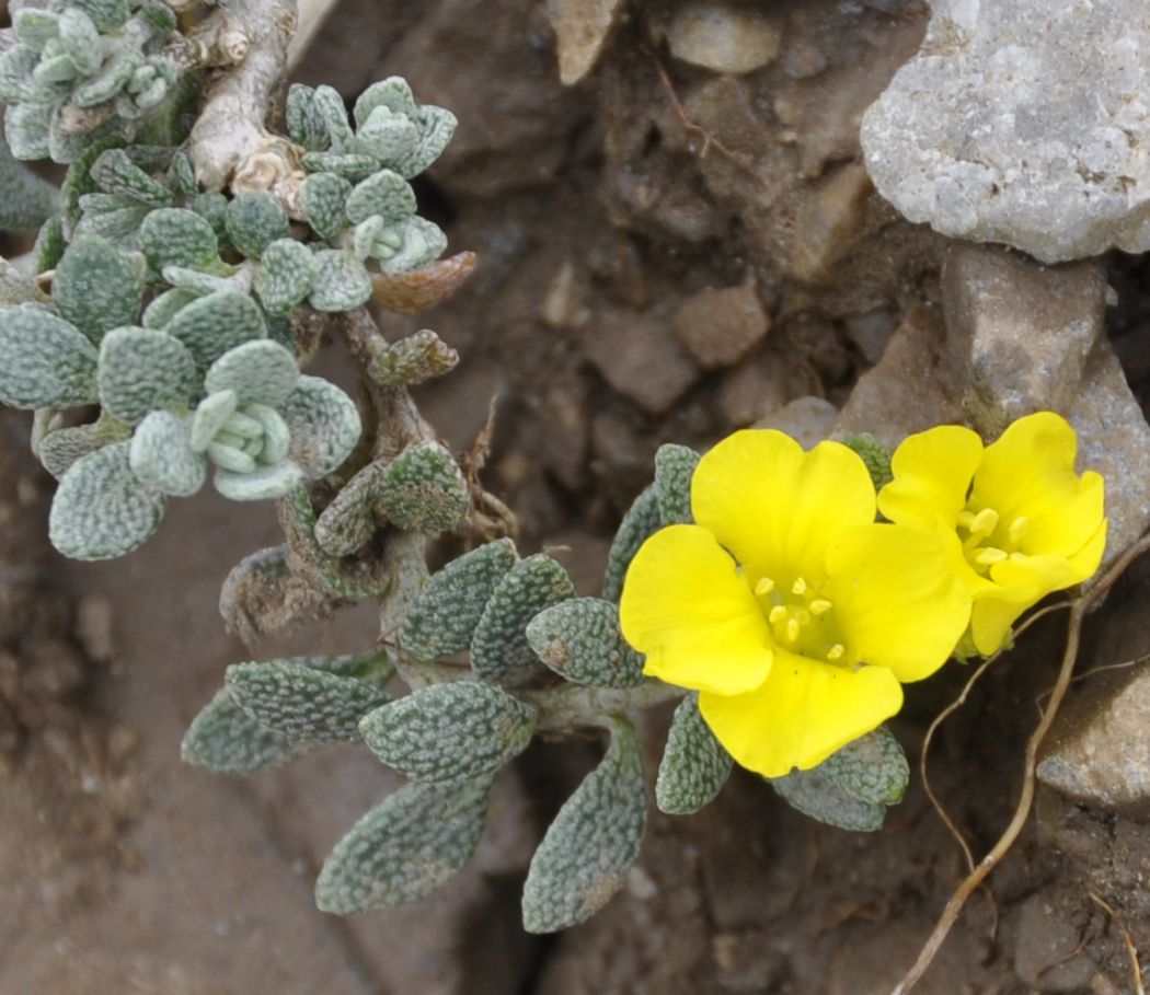 Изображение особи Alyssum handelii.