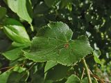 Tilia cordata. Лист с галлом клеща Eriophyes tiliae (сем. Eriophyidae). Марий Эл, г. Йошкар-Ола, у жилого дома по ул. Волкова. 09.06.2017.