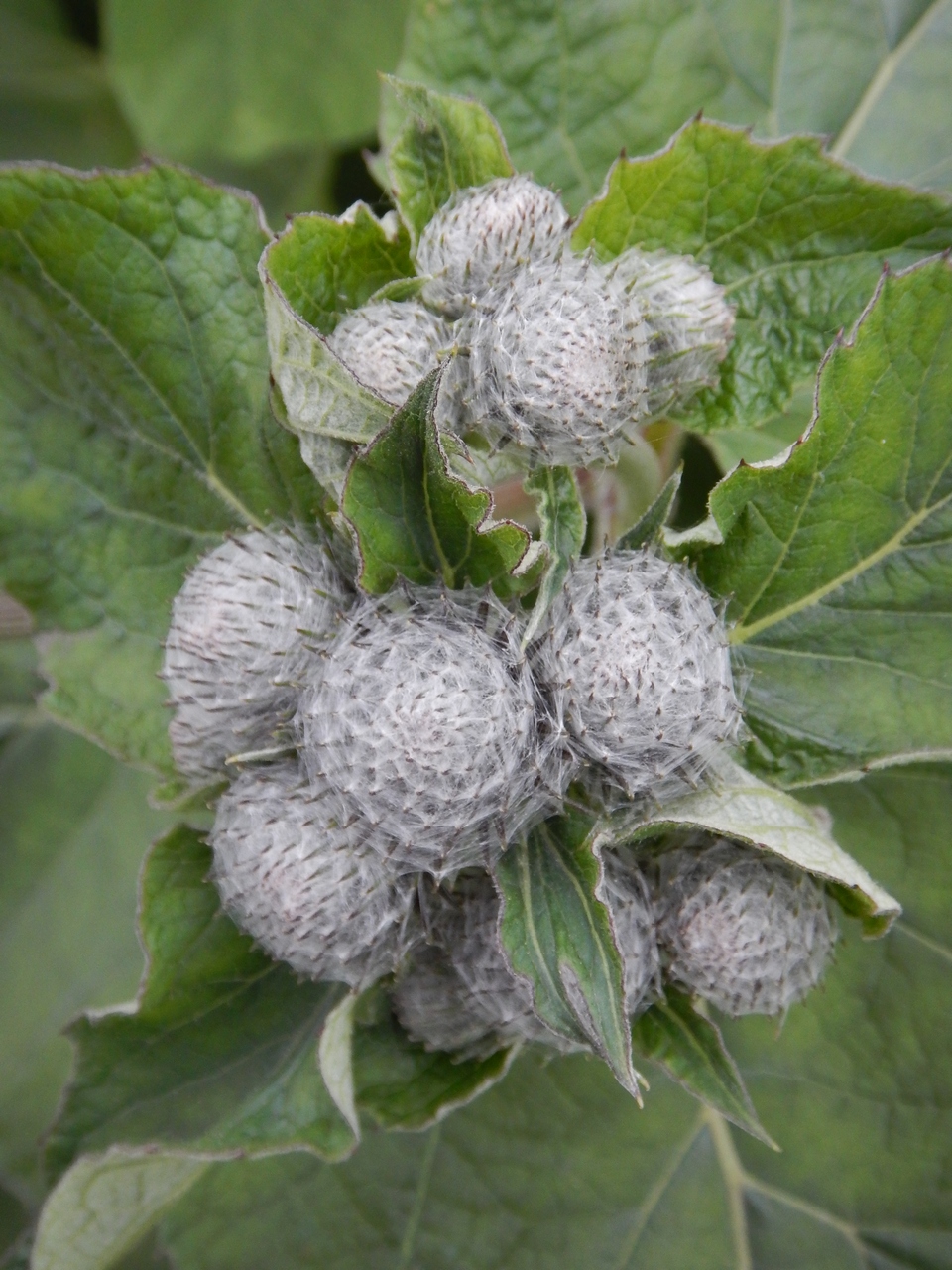 Изображение особи Arctium tomentosum.