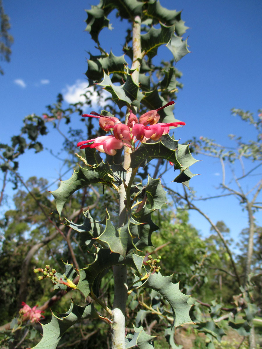 Изображение особи Grevillea insignis.