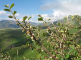 Cotoneaster pojarkovae. Ветви с цветками. Южный Казахстан, Таласский Алатау, запов. Аксу-Джабаглы, под пер. Улькен-Каинды, 2550 м н.у.м., в поясе стелющихся арчёвников на склоне сев. экспозиции. 11 июня 2017 г.