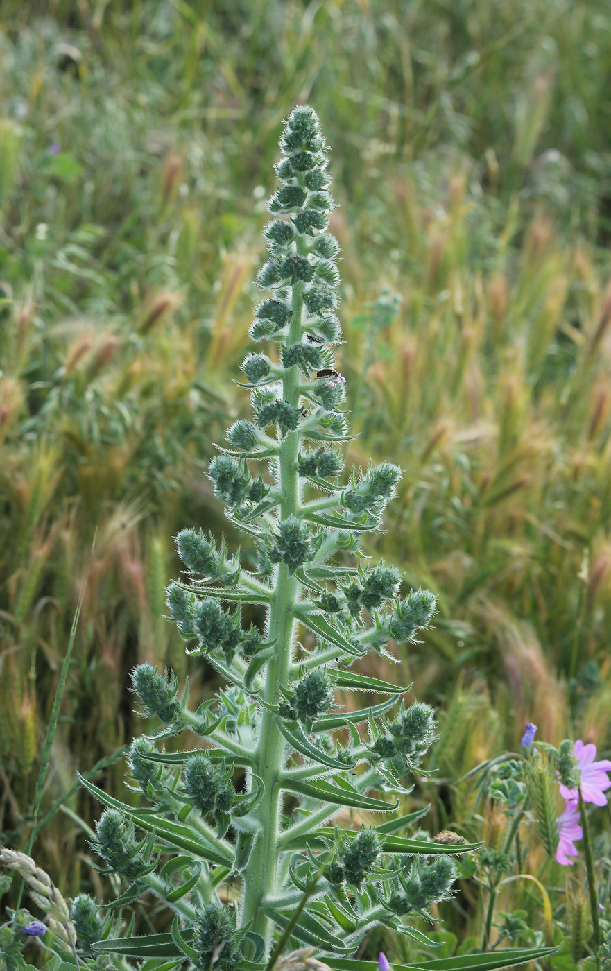 Изображение особи Echium biebersteinii.