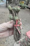 Selaginella tamariscina. Собранные с корнями растения. Китай, Гуандун, р-н Шаогуань, геопарк Дансия. 25.02.2016.