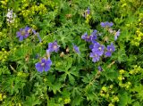 Geranium gymnocaulon. Верхушки цветущих растений (вокруг цветет Alchemilla). Абхазия, Рицинский реликтовый национальный парк, гора Агура, урочище Каменная Поляна, ≈ 2300 м н.у.м., осыпающийся склон. 14.07.2017.