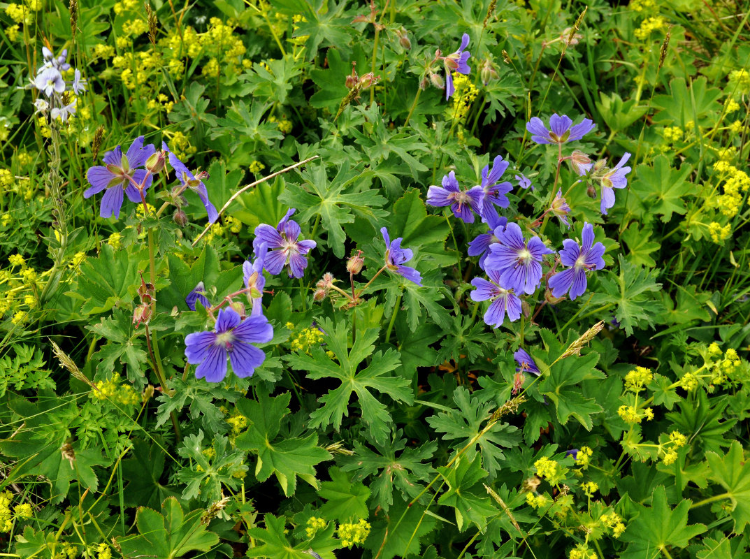 Изображение особи Geranium gymnocaulon.